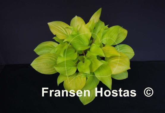 Hosta Smiley Face